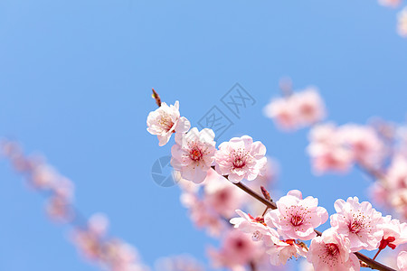 春天盛开的梅花背景图片