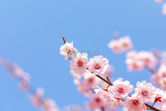 春天盛开的梅花图片