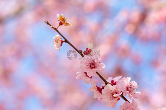 春天盛开的梅花图片