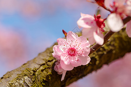 春天盛开的梅花图片