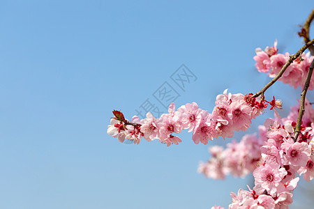 春天盛开的梅花图片