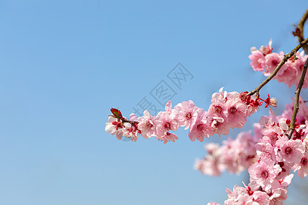 春天盛开的梅花图片