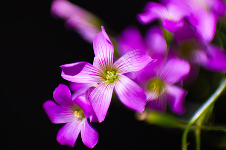 计合宣传册明开夜合花卉微距特写背景