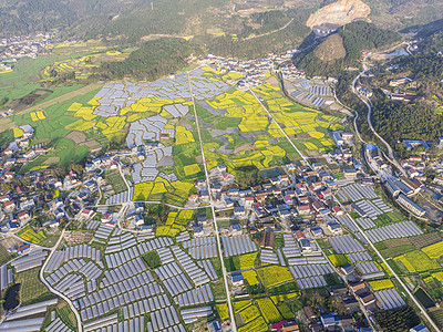 航拍春天田园乡村油菜花图片