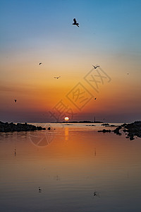 海边海鸥边框清晨海上日出时的海鸥背景