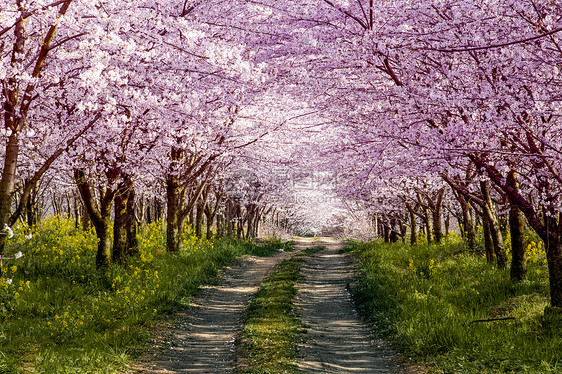 贵州平坝万亩樱花园图片