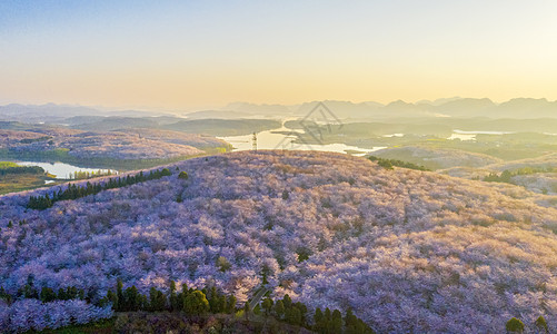 贵州平坝万亩樱花园日出背景