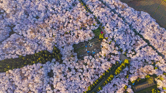 贵州平坝樱花园图片
