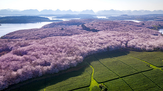 粉花瓣贵州平坝万亩樱花园背景