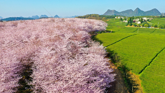 贵州平坝樱花园图片