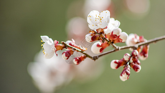 梅花图片