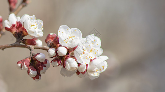 梅花图片