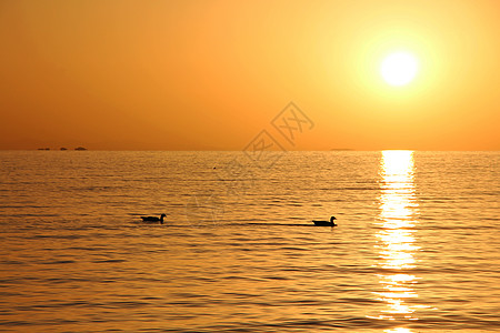 青海湖春夏季节湖边清晨日出宁静天鹅背景图片