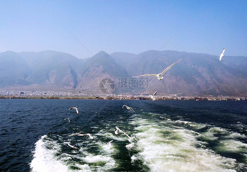 大理洱海绿水青山海鸥相伴展翅飞翔图片