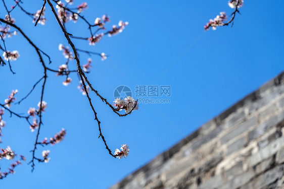 北京明城墙遗址春天花开了图片