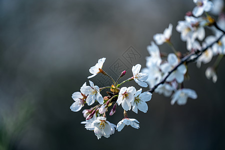 樱花图片