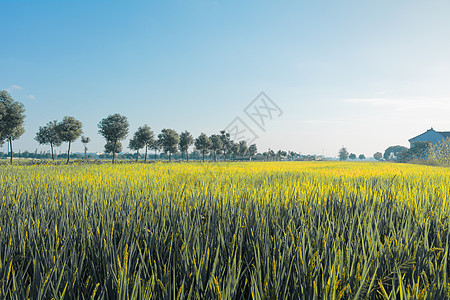 上海农村的稻田稻穗背景图片