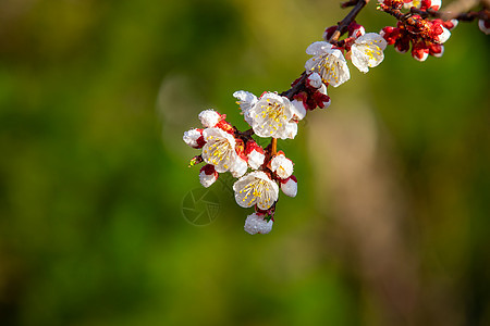 春天盛开的梅花图片