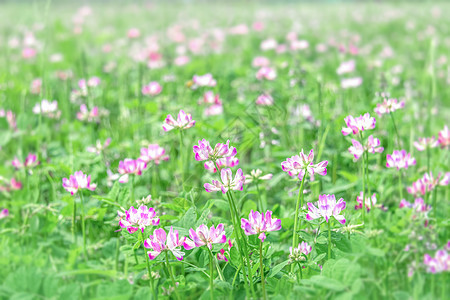 春天田野盛开花朵背景图片