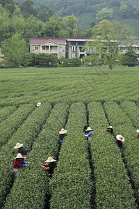 杭州市西湖区梅家坞茶园风景照背景图片