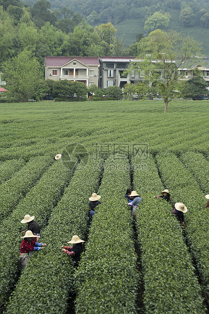 杭州市西湖区梅家坞茶园风景照图片