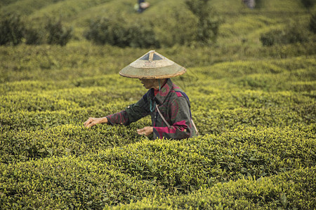 茶园采茶人图片