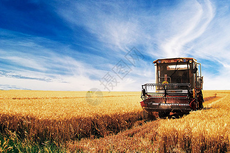 手绘收割机金色秋麦田小麦收获季节背景
