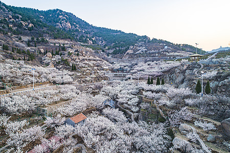 网红打卡地青岛崂山北宅街道的樱桃花海高清图片