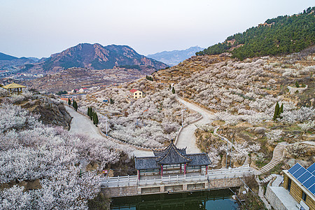 青岛海边网红打卡地青岛崂山北宅街道的樱桃花海背景