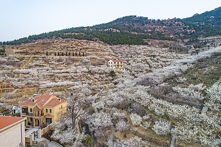 网红打卡地青岛崂山北宅街道的樱桃花海图片