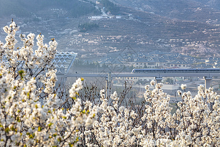 盛开的樱桃花与轻轨地铁站背景图片