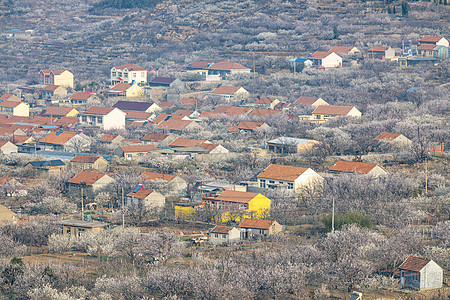 网红打卡地青岛崂山北宅街道的樱桃花海图片