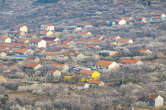 网红打卡地青岛崂山北宅街道的樱桃花海图片