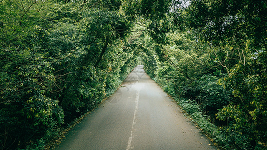 森林小道树荫长廊乡间小路绿荫小道森林树木背景