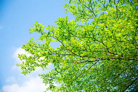 绿色和蓝色夏天绿叶叶子背景背景