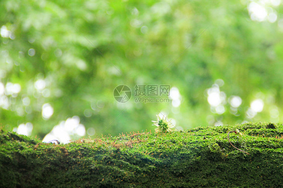 春天小草发芽图片