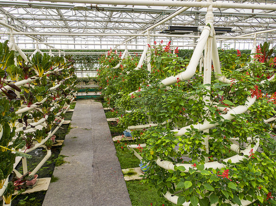 大棚有机蔬菜种植基地图片