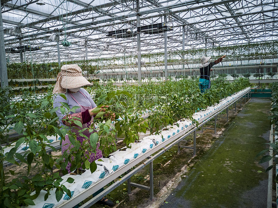 有机栽培种植基地农民务农图片