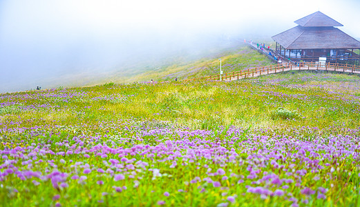 韭菜豆芽贵州韭菜坪韭菜花背景