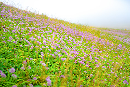 贵州韭菜坪韭菜花图片素材