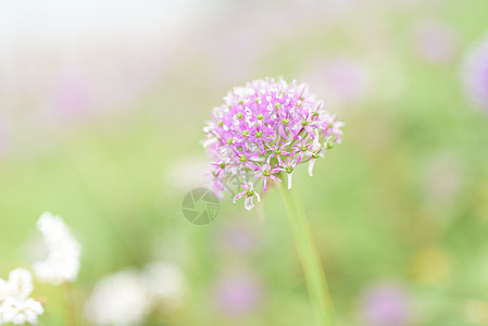 贵州韭菜坪韭菜花图片素材