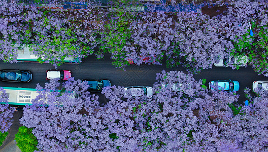 紫花照片 紫花背景 紫花摄影图片下载 摄图网 紫花照片 紫花背景 紫花摄影图片下载 摄图网