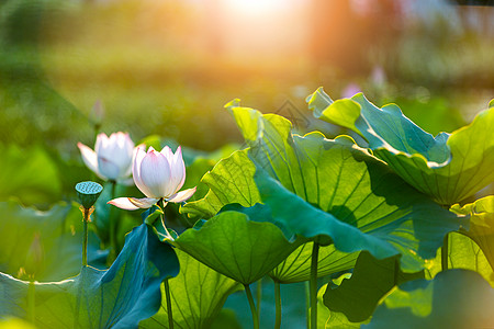 边框绿叶夏季夕阳下的荷花背景