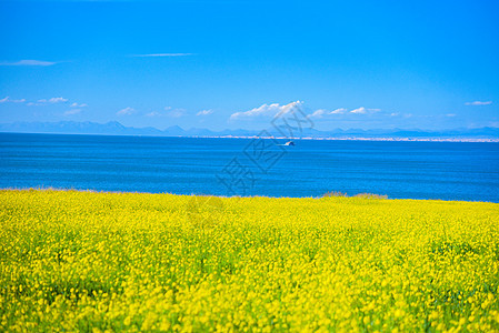 青海湖湖边油菜花风景图片