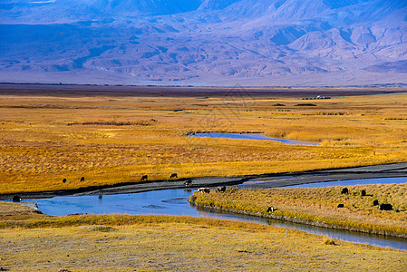 高原湿地新疆帕米尔高塔合曼湿地背景