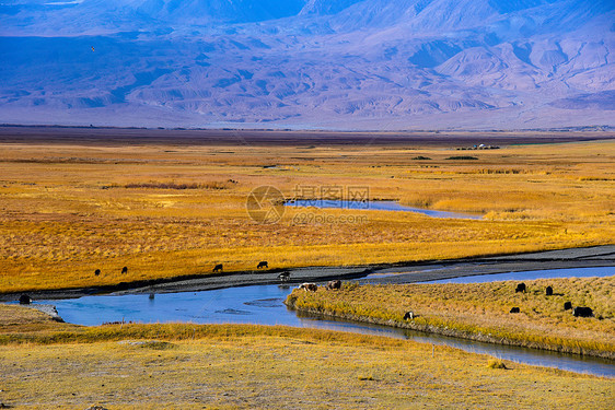 新疆帕米尔高塔合曼湿地图片