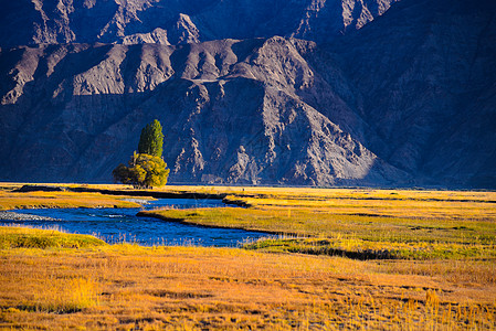 高原湿地新疆帕米尔高原金草滩背景