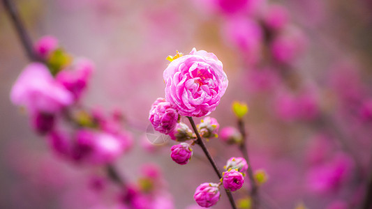 小桃红花图片