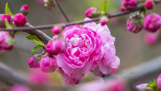 小桃红开花图片