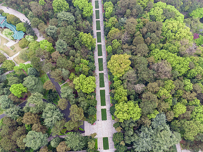 航拍春天绿荫小道图片